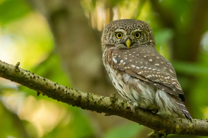 native-owl-pygmy-owl