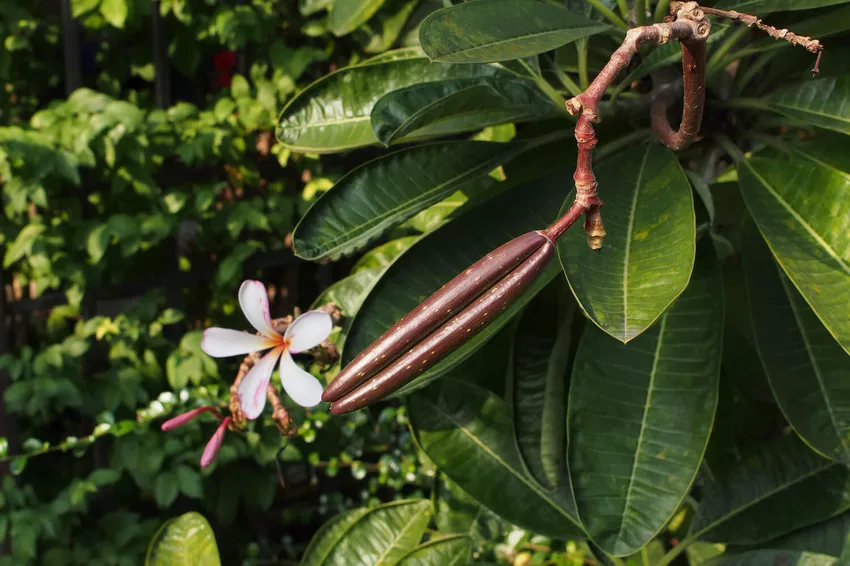 Frangipani