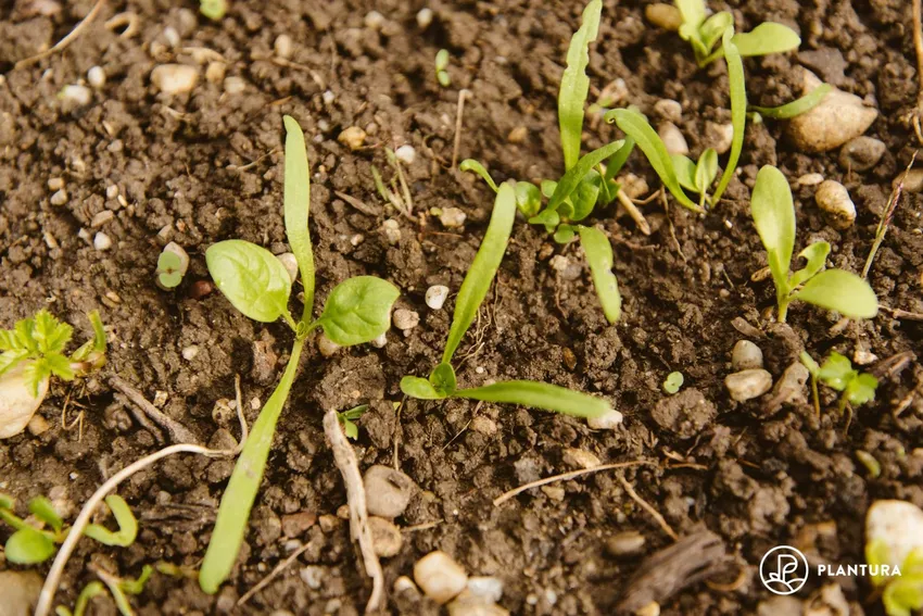 Spinach