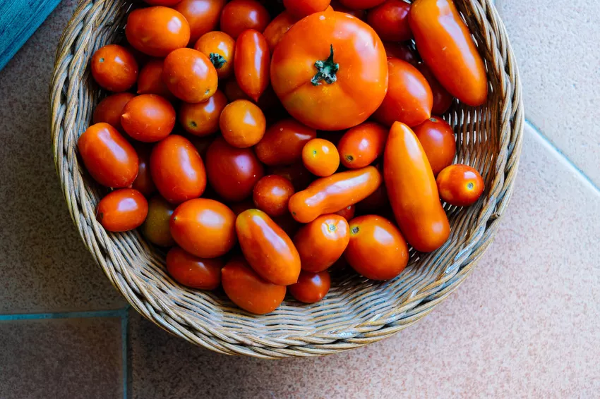 Tomato