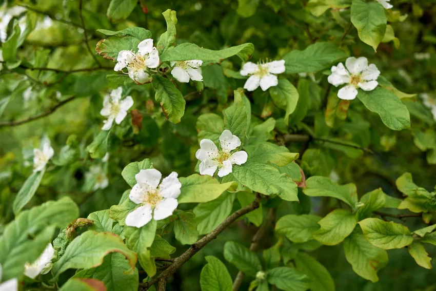 Medlar