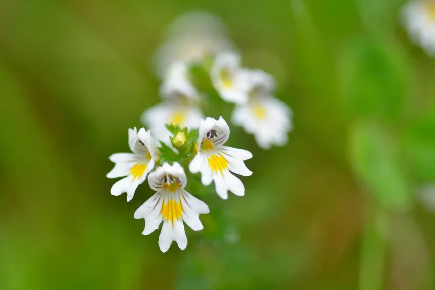 Eyebright