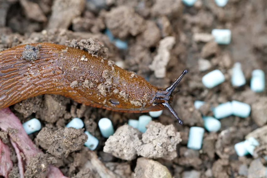 slug